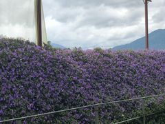 -金马仑薰衣草花园(Cameron Lavender)