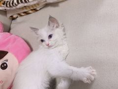 -瑞派名望志远动物医院·猫科·內科·异宠专科(直港大道店)