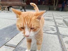 -洛阳白马寺