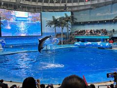 -海合安成都极地海洋公园