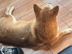 -柴犬高等学院·狗咖·柴犬售卖·宠物训练