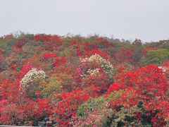 -贵州百里杜鹃风景名胜区