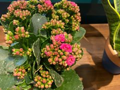 -BOBLOOM花店(宝龙旭辉广场店)