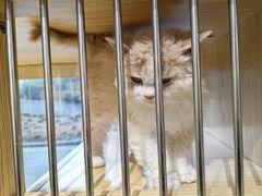 -PETKIT 小佩宠物·德文赛凯猫舍
