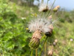 -六合国家地质公园桂子山景区