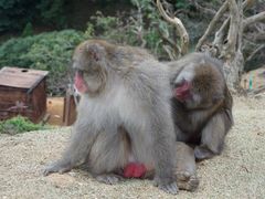 -岚山猴子公园