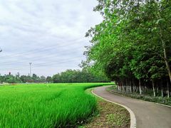 -桤木河湿地公园