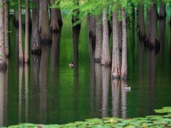 -白鹭湾湿地公园