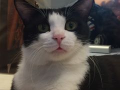 -绒爪撸猫下午茶·猫咖