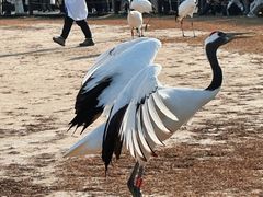-盐城丹顶鹤湿地生态旅游区