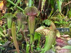 -国家植物园南园