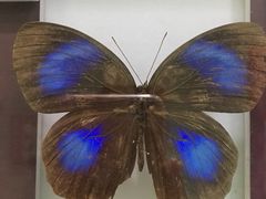 -上海昆虫博物馆