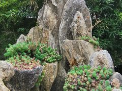 -上海醉白池公园