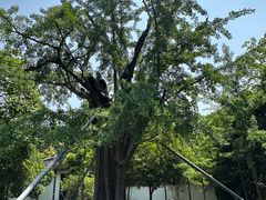 -上海佘山国家森林公园天马山园