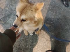 -小宝栗子(嘉华国际商业中心店)