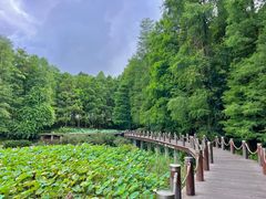 -深圳仙湖植物园