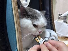 -动物缘宠物医院·骨科·猫科(西二环店)