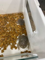 -Moni星球萌宠·小马宝莉·灵蛇·高端高阶全萌宠互动体验俱乐部(红豆国际广场店)