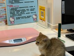 -御宝贝·A梦猫科宠物医院(国际猫友好医院)
