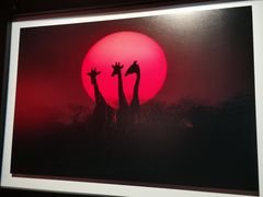 -罗红摄影艺术馆