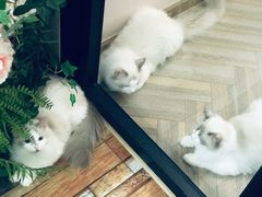 -酷豆宠物咖啡·宠物美食·撸猫馆