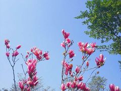 -天适樱花悠乐园