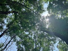 -长白岛森林公园