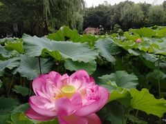 -陈家山荷花公园
