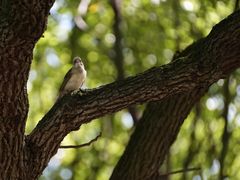 -上海吴淞炮台湾国家湿地公园