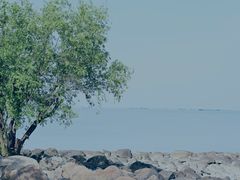 -上海吴淞炮台湾国家湿地公园