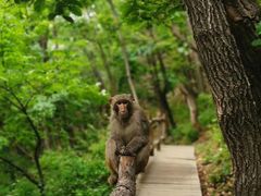 -北京上方山国家森林公园