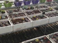 -甜心庄园·甜心草莓采摘园(西青中北店)