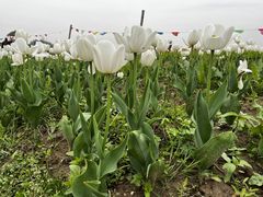 -径山花海