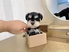 -萌宠之家·腊肠犬·马尔泰·小体犬舍