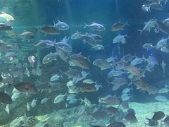 -烟台海昌鲸鲨海洋公园