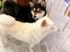 -柴犬小屋·柴餐厅·狗咖食堂(金鼎广场店)