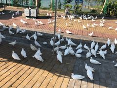-飞来湖湿地公园