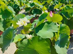 -莲花池公园