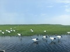 -黑龙江扎龙生态旅游区