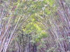 -广州市帽峰山景区