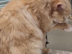 -安格丽娜·狗咖·猫咖羊驼咖(春熙路百盛商场店)