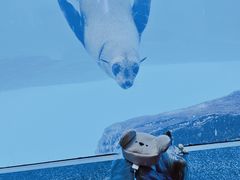 -宠爱多约克夏马尔济斯泰迪小型犬专卖