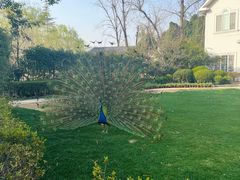 -J Create城市露营咖啡·简餐·宠物(上海动物园店)