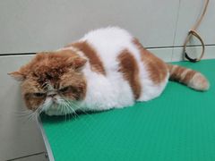 -北京观赏动物医院·24小时大型综合·猫专科·异宠专科