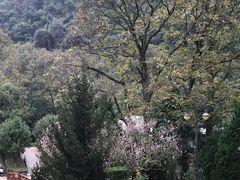 -灵光寺