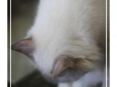 -猫咪博物馆(顶澳仔猫街店)