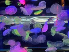 -太平洋海底世界