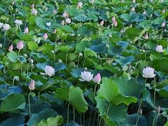-荔湾湖公园