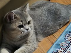 -猫大福·Fortune Cat猫舍(百子湾店)