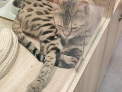 -BABIT巴比特宠物(MOMOPARK店)